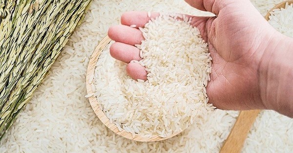 Giống lúa nào ngắn ngày nhất?